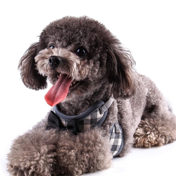 Small Dog & Cat Harness & Leash Set - No Pull Pet Harness -1 left - Picture 4 of 7